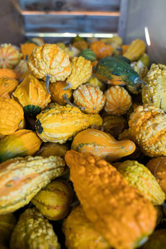 Bin of fall autumn gourds 3