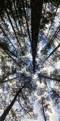 Pine Tree Forest