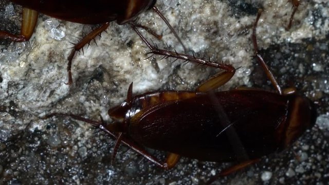 Macro video show of many american cockroaches run away lost in the sewer.