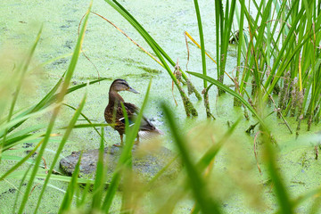 Wild duck in the swamp.