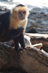 Singe Capucin du Costa Rica