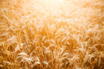 Photo of ripe wheat spikes in field
