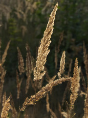 Wood small-reed inflorescences