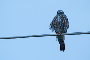 Breezy Perch