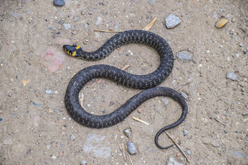 Grass snake, crawling along the ground. Non-poisonous snake. Frightened by the Grass snake