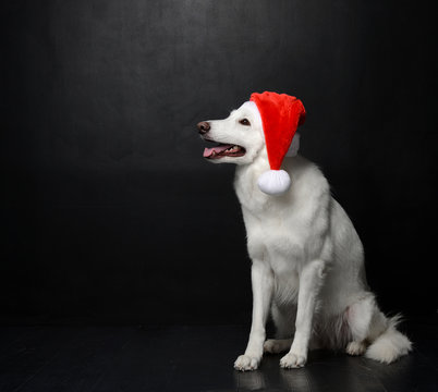White Swiss Shepherd dog in santa christmas hat on black background