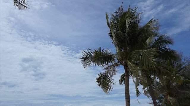 panorama landscape view of beach and palm tree blowing by the wind with sea and blue sky and cloud background.