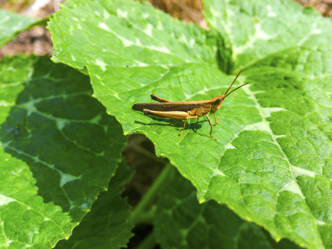 Grasshopper is on the pumpkin leaf.