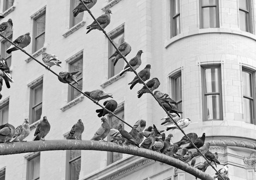 Pigeons on street light in Manhattan with building background, New York City