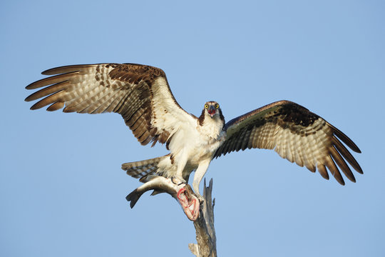 Osprey with bass fish screaming on a branch