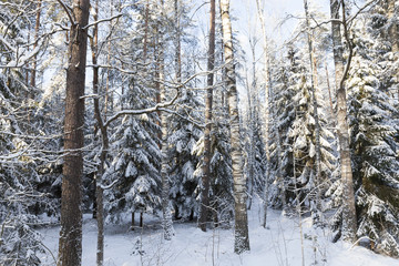 Fototapeta premium Trees in winter