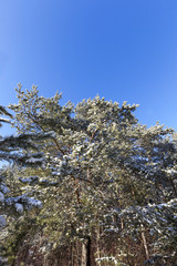 pine forest frost winter