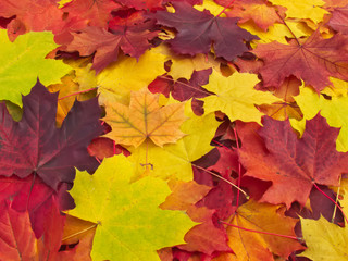 Fototapeta na wymiar Colorful fallen maple leaves