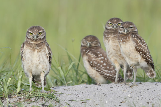 Burrowing owls near the burrow at boca raton airport in florida
