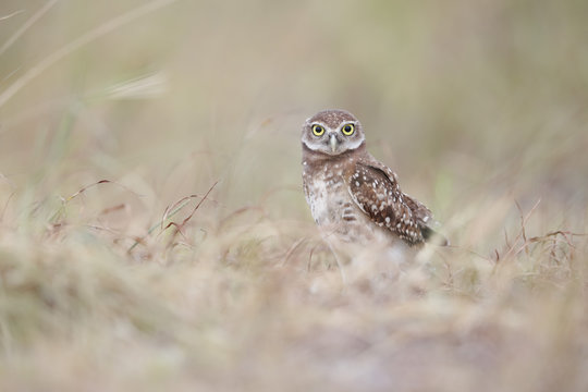 Burrowing owl chick in the grass at Boca Raton Airport in Florida