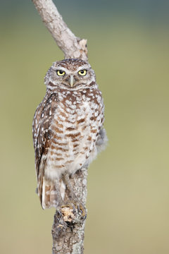 Burrowing owls on perch at boca raton airport in florida
