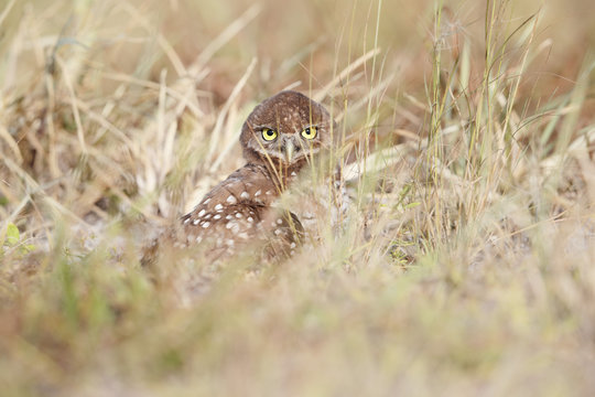 Burrowing owl chick in the grasses at Boca Raton Airport in Florida