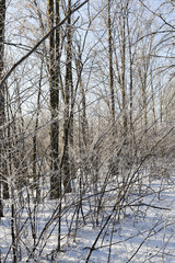 Winter forest