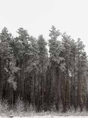 Trees in winter