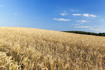 mature cereal field