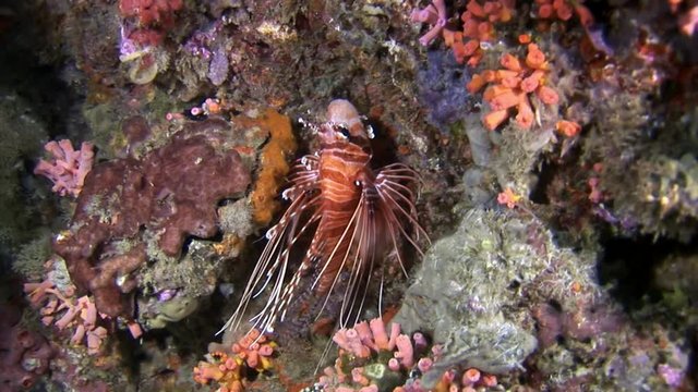 Scorpion fish lionfish red underwater on background of seabed in Maldives. Unique amazing video footage. Abyssal relax diving. Natural aquarium of sea and ocean. Beautiful animals.