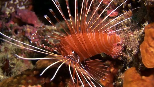 Scorpion fish lionfish red underwater on background of seabed in Maldives. Unique amazing video footage. Abyssal relax diving. Natural aquarium of sea and ocean. Beautiful animals.