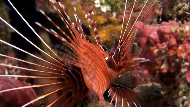 Scorpion fish lionfish red underwater on background of seabed in Maldives. Unique amazing video footage. Abyssal relax diving. Natural aquarium of sea and ocean. Beautiful animals.