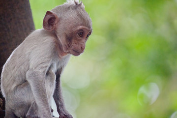 可愛いサル