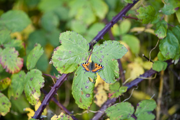 Blackberry Disease - Anthracnose
