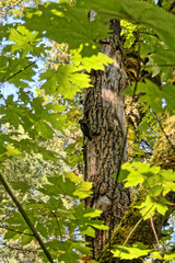 Fototapeta premium A wood pecker framed by the early fall leaves
