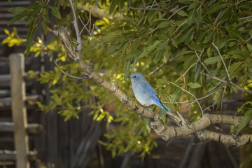 Mountain bluebird resting on branch in front of Thomas Molton Barn in Wyoming.