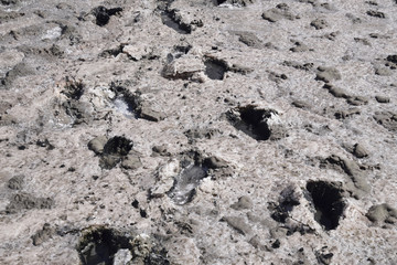 Traces of human feet in the salt lake  mud