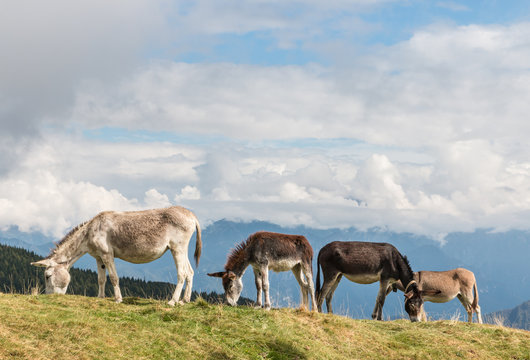herd of donkeys grazing on alpine meadow with sky and copy space