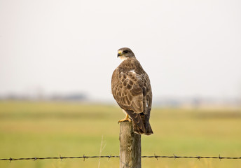 Swainson Hawk Saskatchewan