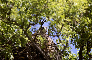Swainson Hawk Saskatchewan