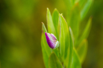 Fototapeta premium Macro 