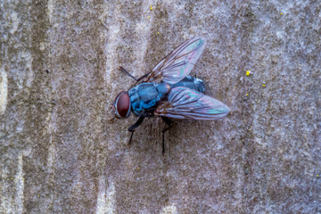Macro

