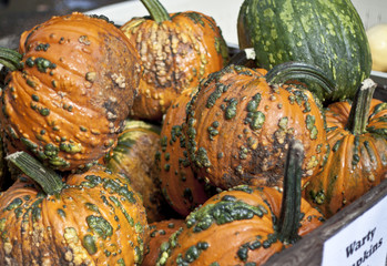 Pumpkins at a pumpkin farm