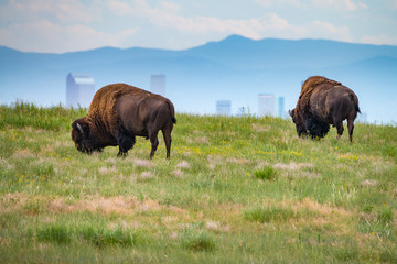 Bison grazing in Denver © Phil Castagneri