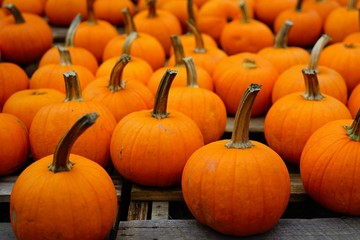 Round orange pumpkins in bulk at the farmers market in the fall