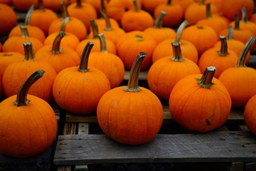 Round orange pumpkins in bulk at the farmers market in the fall