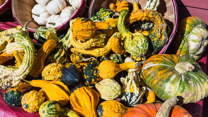 the many shapes, colors, surfaces of fall gourds

