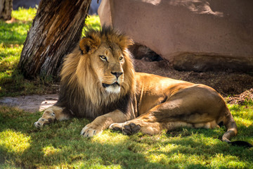 Naklejka premium Male African Lion