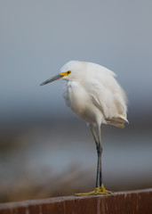 Very close view of a snowy egret in a North California marsh 
