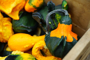 Colorful decorative pumpkins and gourds in autumn 