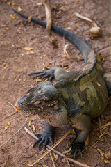 reptile