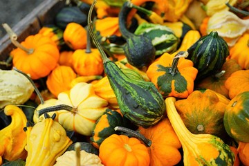 Colorful decorative pumpkins and gourds in autumn 