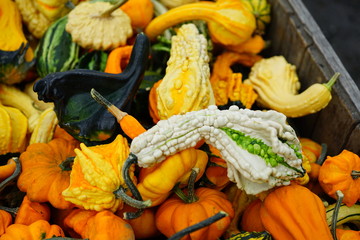 Colorful decorative pumpkins and gourds in autumn 