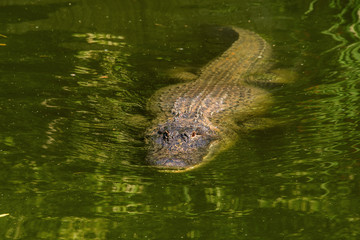 An Alligator