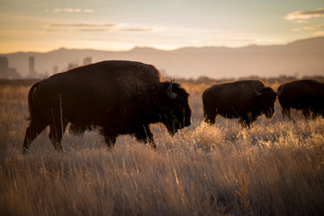 Bison on the move © Phil Castagneri